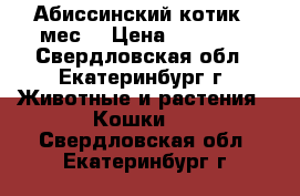 Абиссинский котик 4 мес. › Цена ­ 13 000 - Свердловская обл., Екатеринбург г. Животные и растения » Кошки   . Свердловская обл.,Екатеринбург г.